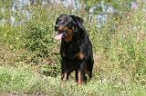 BEAUCERON 466